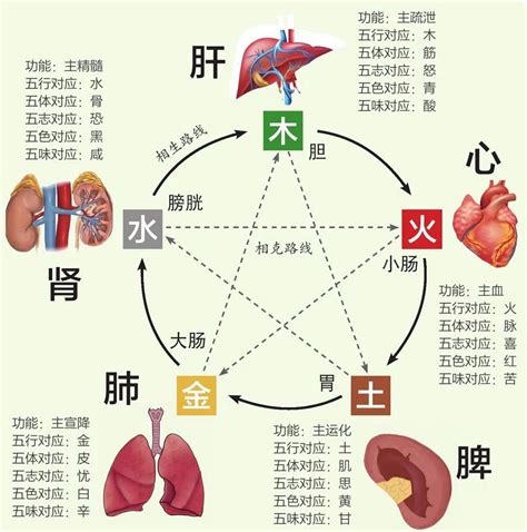 心 五行|五脏